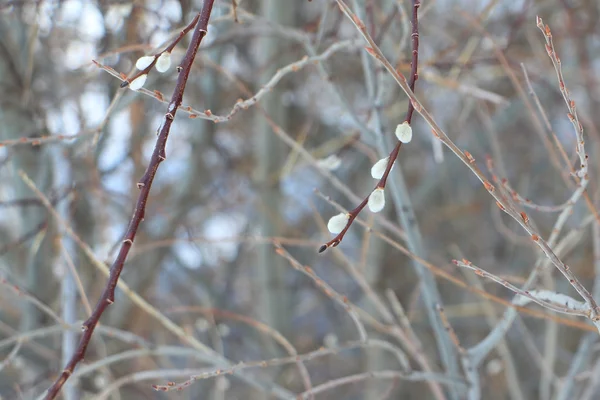 Buds de salgueiro buceta no ramo no início da primavera — Fotografia de Stock