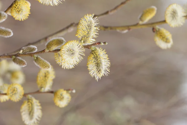Bourgeons pelucheux sur une branche de saule au printemps — Photo