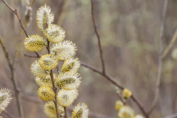 Fluffiga knoppar på en willow gren under våren — Stockfoto