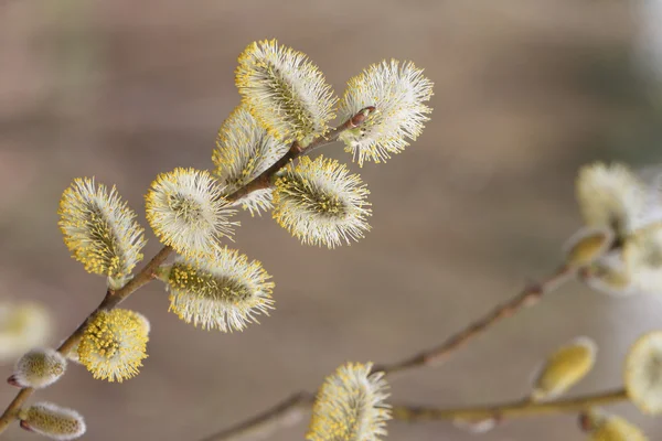Pluizig toppen aan de tak van een wilg in het voorjaar — Stockfoto
