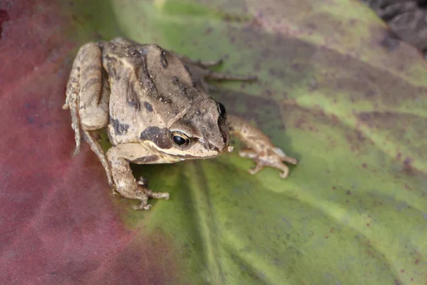 La grenouille assise sur une feuille verte — Photo