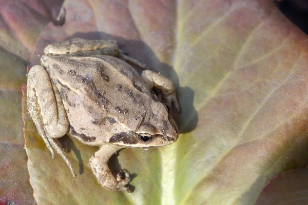 The frog sitting on a green leaf — Stock Photo, Image