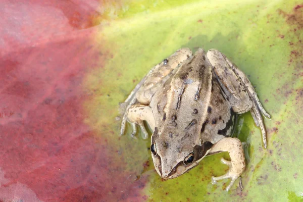 Žába na zelený vlhký list — Stock fotografie