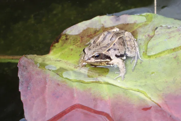 O sapo sentado em uma folha úmida verde — Fotografia de Stock