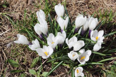 Çiçek açması bahar çiğdemler  