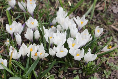 Çiçek açması bahar çiğdemler  