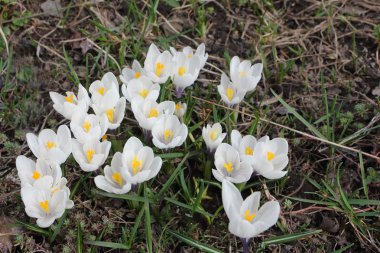Çiçek açması bahar çiğdemler  