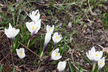 Çiçek açması bahar çiğdemler  