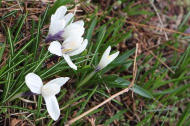 Çiçek açması bahar çiğdemler  