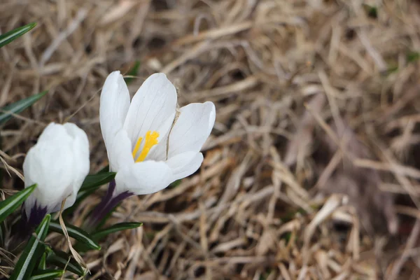 The blossoming spring crocuses — Stock Photo, Image