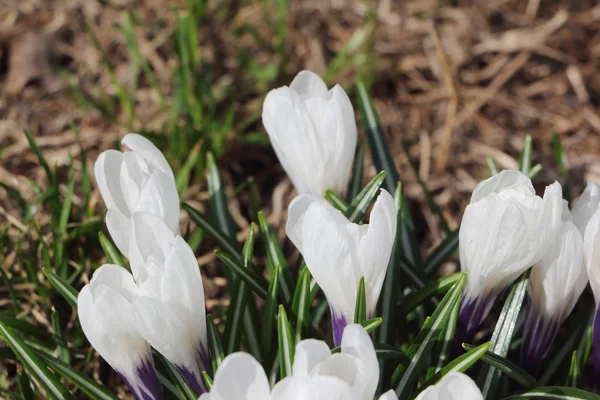 The blossoming spring crocuses — Stock Photo, Image