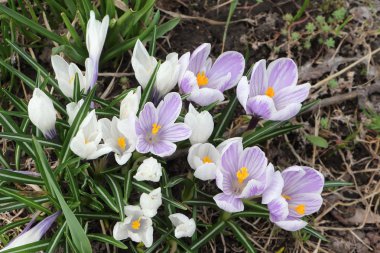 Bir bahçe içinde ilk çiçek açması çiğdemler ilkbaharda  