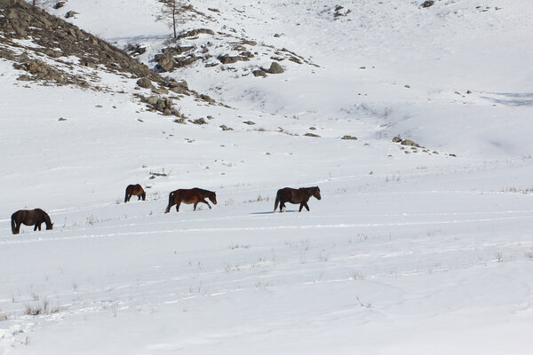Horses are grazed on a snow glade among mountains 