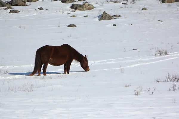 Horse grazed on a snow glade in the early spring — Stock Photo, Image