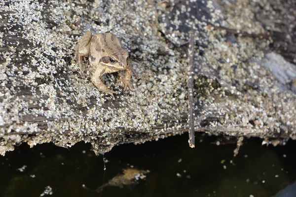 O sapo sentado em um obstáculo em um pântano — Fotografia de Stock