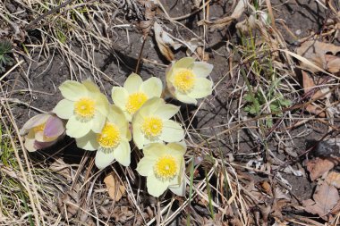 Pulsatilla patens üzerinde bir orman glade Spring