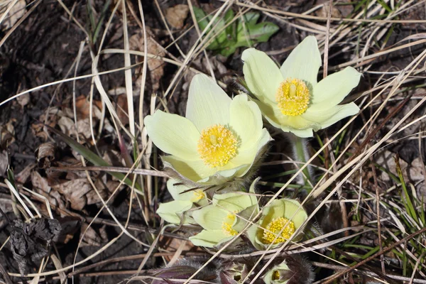 Pulsatilla patens on a forest glade in the spring — Stock Photo, Image