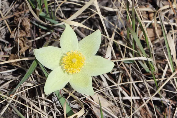 Pulsatilla patens on a forest glade in the spring — Stock Photo, Image