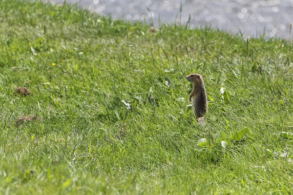 The gopher standing on the riverbank   in the grass — Stock Photo, Image