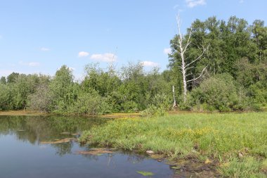 Bir gölet ağaçları arasında yaz aylarında bogging  