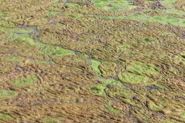 Bir su birikintisi bir bataklık yüzeyi alg 