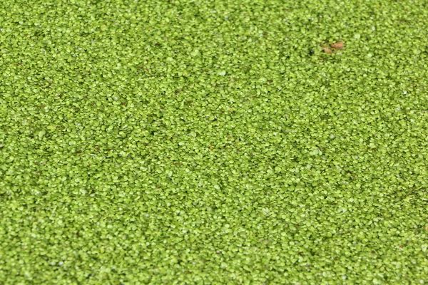 Duckweed on a boggy surface of a pond — Stock Photo, Image