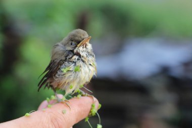 Islak bir parmak üzerinde oturan bir duckweed bir ardıç kuşu  