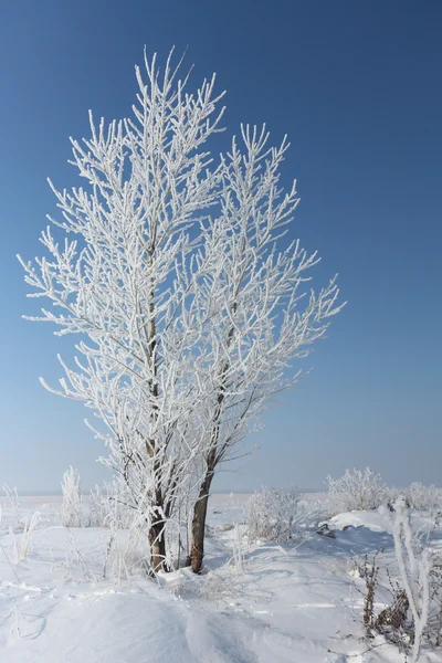 Bäume im Raureif stehen im Winter auf einer Lichtung — Stockfoto