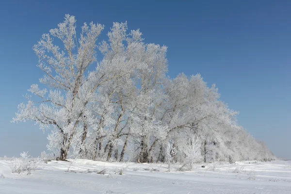Drzewa w stojący szronu na Polanie śniegu w zimie — Zdjęcie stockowe