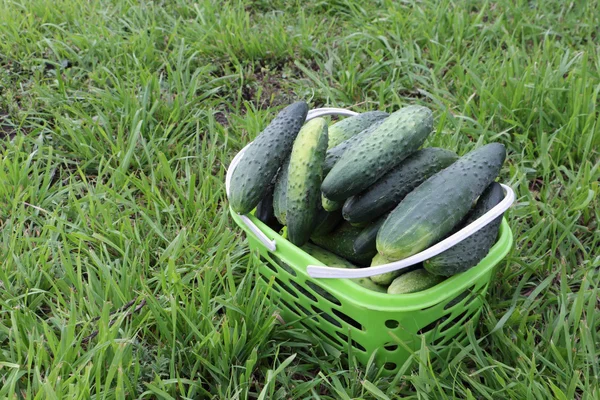 Frische Gurken im Korb stehen auf dem Rasen im Garten — Stockfoto