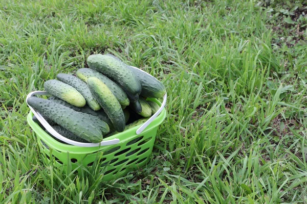 Frische Gurken im Korb stehen auf dem Rasen im Garten — Stockfoto