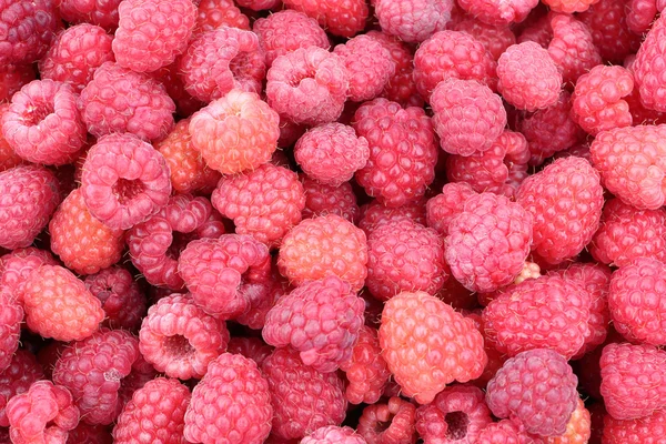 Bayas maduras de frambuesa, fondo natural — Foto de Stock