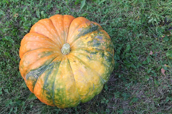 Citrouille mûre orange sur une herbe dans un jardin — Photo