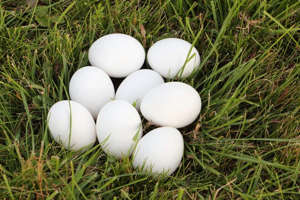 Weiße Eier auf einem Gras — Stockfoto