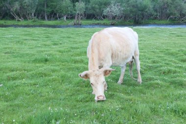 Bej inek nehir kıyısındaki sıyrılmak