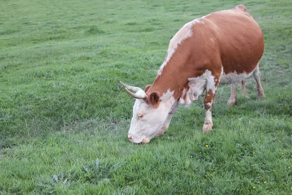 Krowa jest wypasanych na zielonej trawie — Zdjęcie stockowe