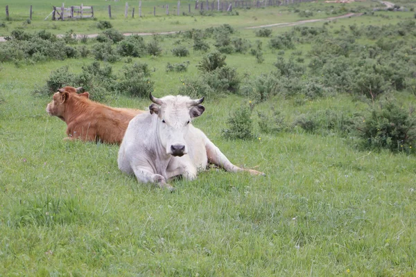 De koeien liggend op een groen gras op een weide — Stockfoto