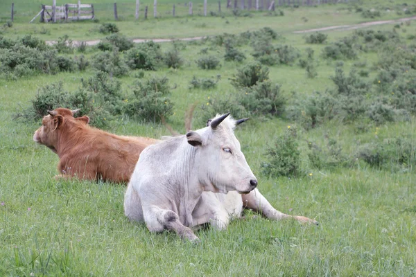 소를 풀밭에 푸른 잔디에 누워 — 스톡 사진