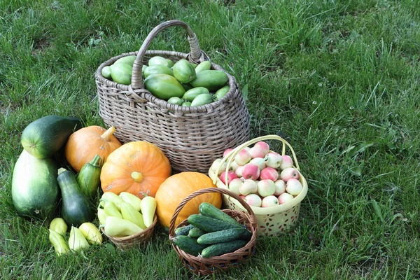 Gemüseernte auf dem Gras im Garten — Stockfoto