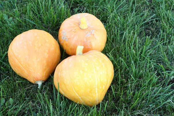 Orangefarbene Kürbisse im Herbst auf einer Wiese im Garten — Stockfoto