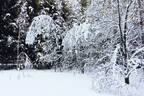 Alberi Innevati Nella Foresta Inverno Siberia Russia Immagine Stock