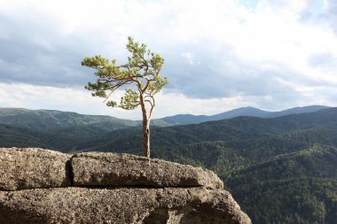Bir kayanın üzerindeki çam ağacı, Altai dağları, Belokurikha şehri, Rusya