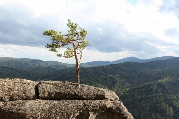 Bir kayanın üzerindeki çam ağacı, Altai dağları, Belokurikha şehri, Rusya