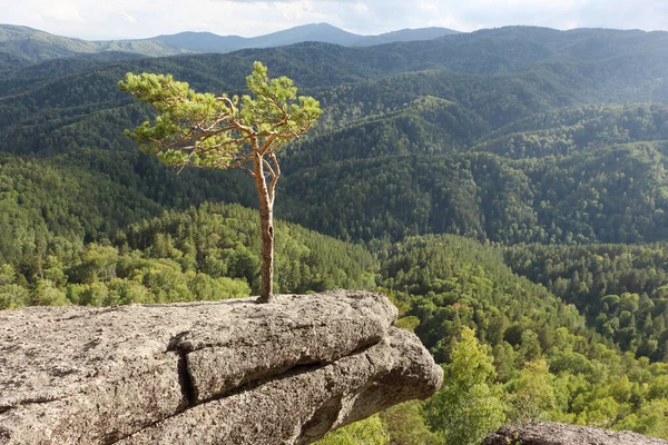 Bir kayanın üzerindeki çam ağacı, Altai dağları, Belokurikha şehri, Rusya