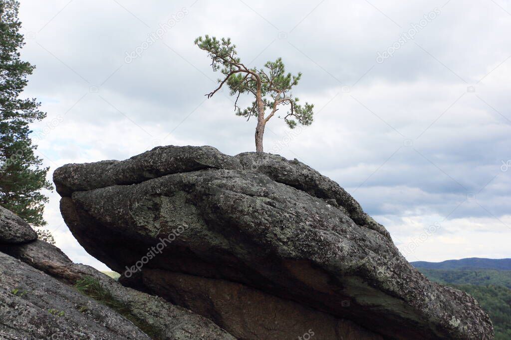 Lonely pine tree on a rock, Altai mountains, Belokurikha city, Russia