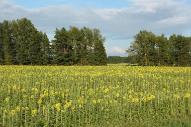 Yazın tarlada büyüyen ayçiçeği, Altai Bölgesi, Rusya