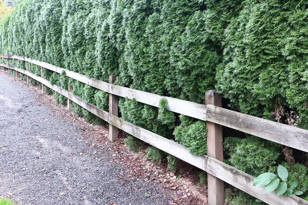 Yoldaki thuja ağacının yanındaki tahta çit, Bothell, Washington, ABD