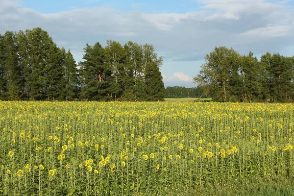 Yazın tarlada büyüyen ayçiçeği, Altai Bölgesi, Rusya