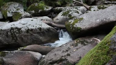 Belokurikha Nehri, Rusya 'nın Altai Bölgesi Belokurikha şehrinin tatil köyünde bir yaz günü