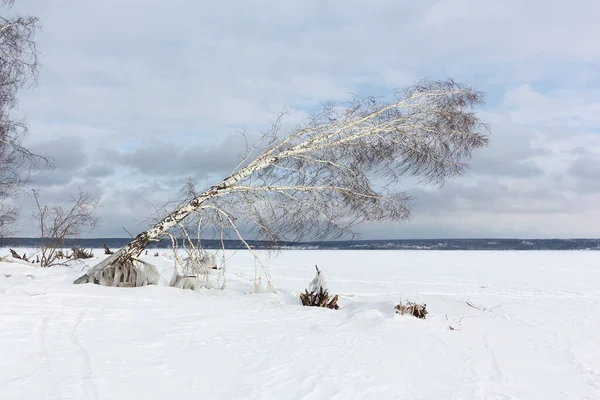 Björkträd Snöig Tan Van Vintern Reservoar Novosibirsk Ryssland — Stockfoto